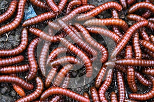 Red millipidae, Trigoniulus Corallinus, group of millipedes in Farm. This happens in the month of June, July in forests and hilly