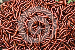 Red millipidae, Trigoniulus Corallinus, group of millipedes in Farm. This happens in the month of June, July in forests and hilly