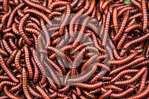 Red millipidae, Trigoniulus Corallinus, group of millipedes in Farm. This happens in the month of June, July in forests and hilly