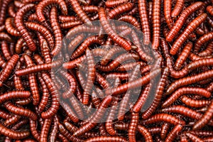 Red millipidae, Trigoniulus Corallinus, group of millipedes in Farm. This happens in the month of June, July in forests and hilly