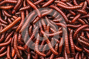 Red millipidae, Trigoniulus Corallinus, group of millipedes in Farm. This happens in the month of June, July in forests and hilly