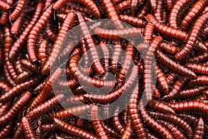 Red millipidae, Trigoniulus Corallinus, group of millipedes in Farm. This happens in the month of June, July in forests and hilly