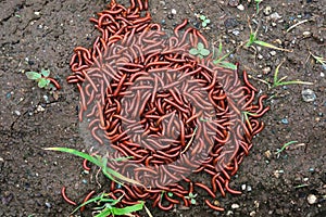 Red millipidae, Trigoniulus Corallinus, group of millipedes in Farm. This happens in the month of June, July in forests and hilly