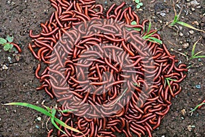 Red millipidae, Trigoniulus Corallinus, group of millipedes in Farm. This happens in the month of June, July in forests and hilly