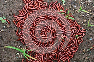 Red millipidae, Trigoniulus Corallinus, group of millipedes in Farm. This happens in the month of June, July in forests and hilly