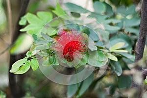 The Red Mimosen GewÃÂ¤chse Calliandra Haematocephala Leguminosae photo