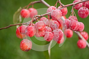 red mini apples on branch of an ornemental apple tree