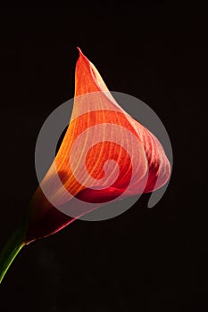 Red Mini Calla Lily