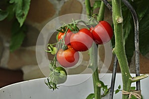 Red mini tomato