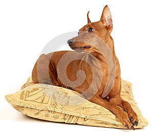 Red Miniature Pinscher lying on the pillow