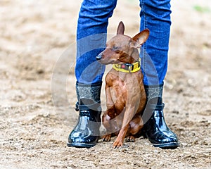 Red Miniature Pinscher sitting between  legs of owner shod with black gumboots on sandy background