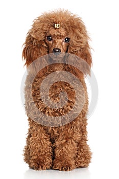 Red Miniature poodle