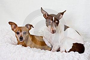 Red minpin and rat terrier dogs