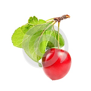 Red mirabele plums Prunus domestica syriaca fruit with green leaf and stem isolated on white background