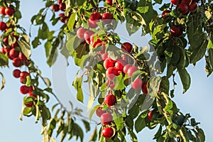 Red mirabele plums Prunus domestica syriaca growing on wild tree., blue sky in background