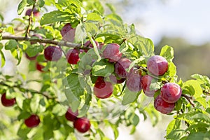 Red mirabelle cherry plums - Prunus domestica syriaca lit by sun, growing on wild tree.