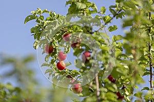 Red mirabelle cherry plums - Prunus domestica syriaca lit by sun, growing on wild tree.