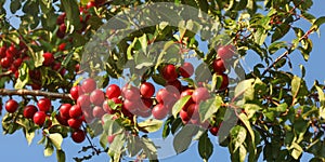 Red Mirabelle Plums / Prunes Prunus domestica syriaca growing on tree branches, lit by sun