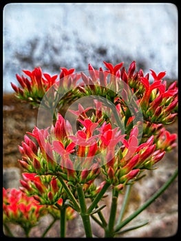 Red mirco flowers bunch with buds photo