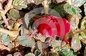 RED MITE  ON THE GRASS