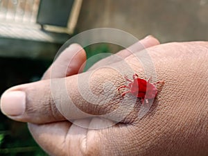 red mite on a human hand.