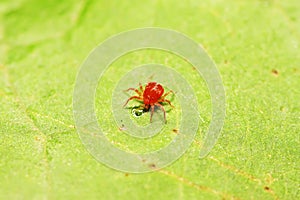 red mite on plant