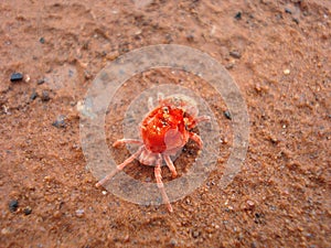 Red mite Trombidiformes