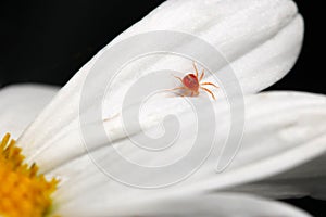 Red Mite White Petal 01