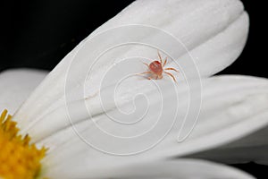 Red Mite White Petal 02