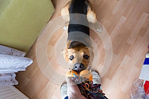 A red mixed breed dog playing with its owner on a frisk morning in a room