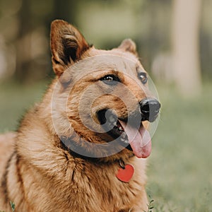 Red mixed breed dog portrait outdoors in summer