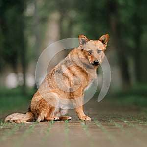 Red mixed breed dog posing outdoors in summer