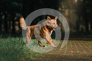 Red mixed breed dog runs outdoors in summer