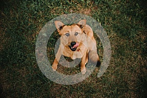 Red mixed breed dog sitting on grass in summer, top view