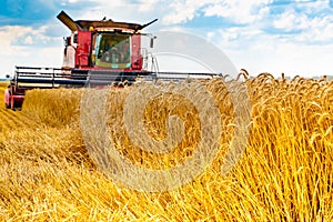 A red modern farmer combine harvests yellow wheat in a field against a blue sky with clouds. Agricultural work.