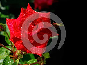 Red moist rose on the black