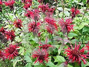 Red monarchy flowers are arched with large bright fluffy juicy fresh petals tender against. Monarda fistulosa plant photo