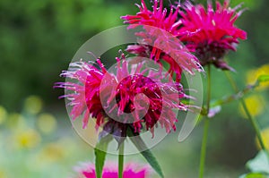 Red Monarda Bee Balm Horsemint flowers on green soft background