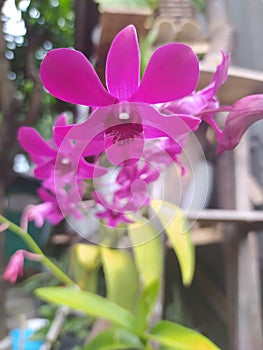 red moon orchid in my grandmother yardÃ¯Â¿Â¼ photo