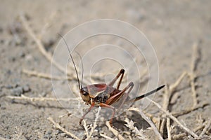 Red Mormon Cricket closeupâ€“ shieldback kadydid -  Owyhee Canyonlands Wilderness Idaho horizontal