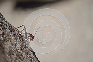 Red Mormon Cricket â€“ shieldback kadydid -  Owyhee Canyonlands Wilderness Idaho horizontal