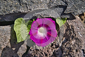 Red Morning Glory Ipomoea Indica Heavenly Blue Moonflower Morning Glory Scarlett O`Hara heart Morning Glory in Madeira Portugal