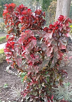 Red Mosaic Plant or Nerve Plant.