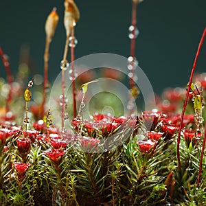 Red moss blossom