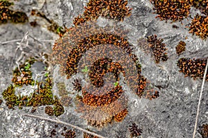 Red moss on gray stone. Growths on old stones