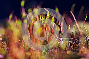 Red moss Tortula muralis closeup