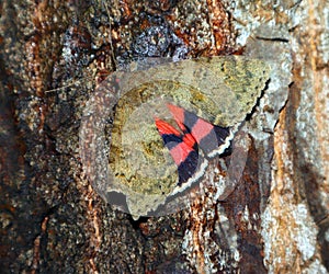 Red moth Catocala oberthuri feeds on tree sap close-up in nature, noctuidae, lepidoptera,