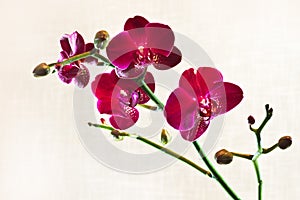 Red Moth Orchid or Phalaenopsis