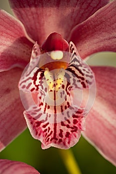 Red mottled and spotted orchid stem. Lilac flower bloom branch. Orchidaceae blooming blossom