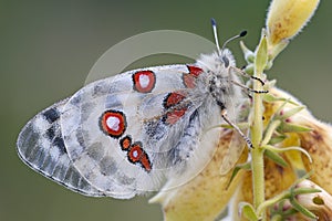 Red mountain apollo Parnassius apollo